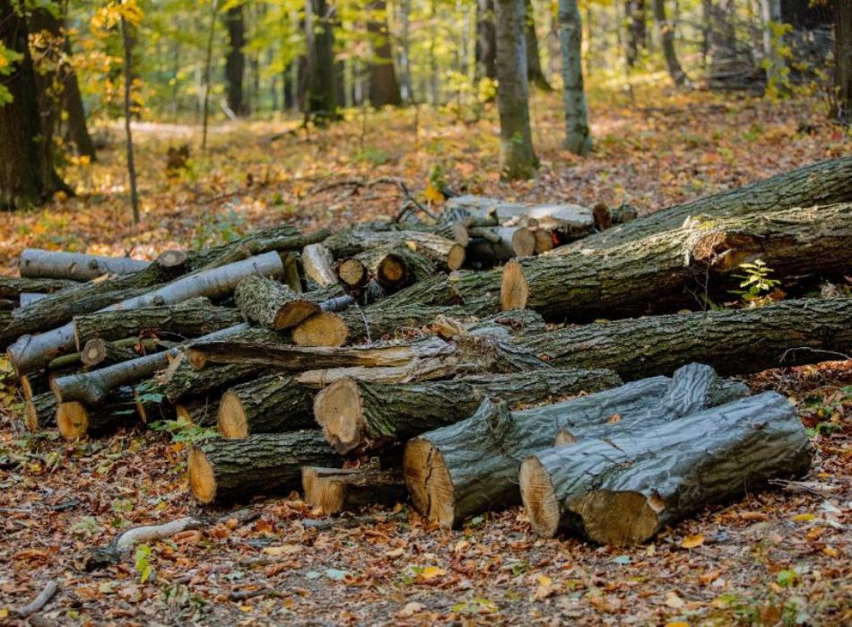 Warum gibt es in manchen Wäldern keine Pilze?
